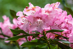 Rhododendron en fleurs au printemps