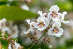 Floraison blanche du Catalpa commun