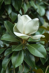 Fleur blanche et parfumée du Magnolia