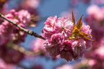 Cerisier du Japon au printemps
