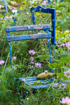 Chaises bleues au jardin