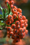 Baies rouges du Pyracantha