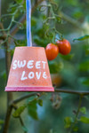Tomate cerise Sweet Love