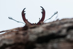 Mandibules du Lucane cerf-volant