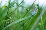 Papillon Argus bleu dans lherbe