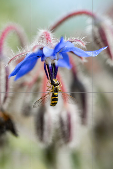 Aperçu plein-écran