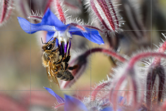 Aperçu plein-écran