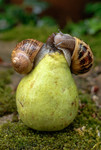 Escargots mangeant une poire tombée au sol