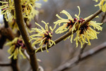 Fleurs jaunes de lHamamélis en hiver
