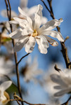 Fleur blanche du Magnolia étoilé au printemps
