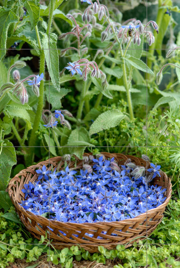 Aperçu plein-écran