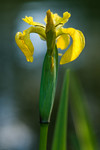 Iris jaune au bord de leau
