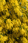 Floraison jaune et parfumée du Mimosa