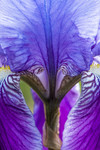Iris bleu dAllemagne