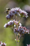 Fleurs dOrigan et abeille
