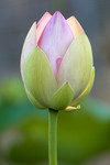 Bouton de fleur de Lotus