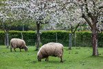 Moutons dans les pommiers