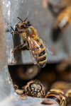 Abeille à lentrée de la ruche