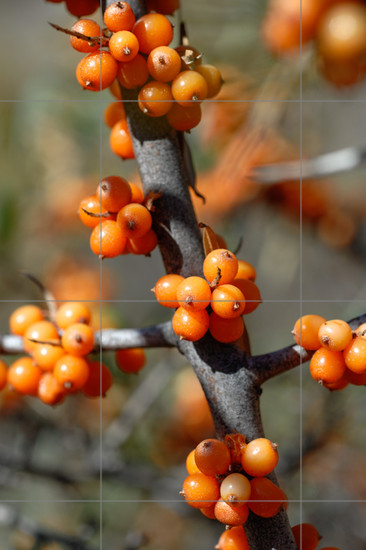 Aperçu plein-écran