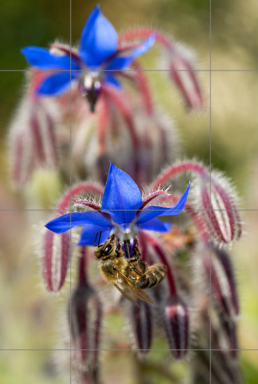 Aperçu plein-écran