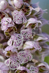 Orchidée sauvage, Orchis lacté