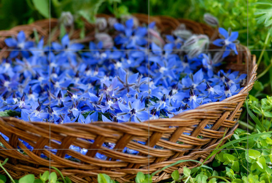 Aperçu plein-écran