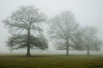 Chênes dans le brouillard