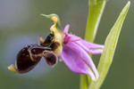Orchidée Ophrys bécasse