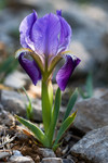 Iris nain, Iris des garrigues